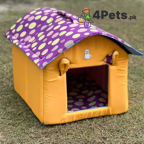 Cat Cartoon Hut House