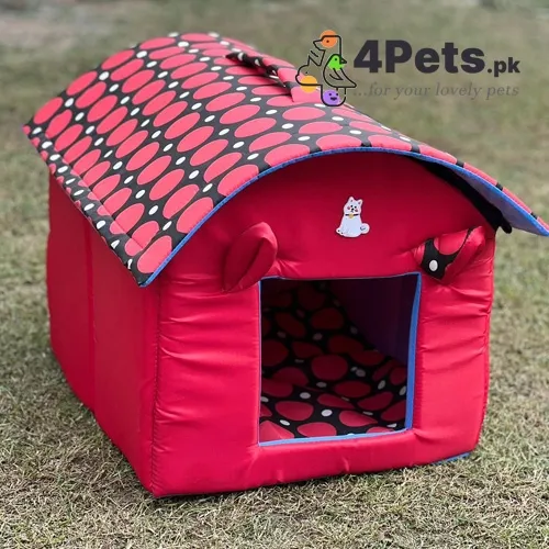 Cat Cartoon Hut House