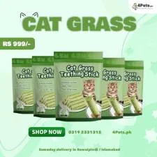 Best Price Cat Grass Teething Stick for Teeth and Hairballs