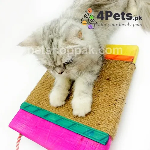 Cat Scratching Pad