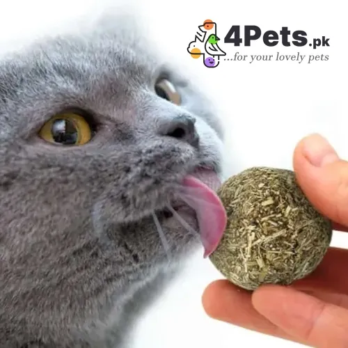 Best Price Natural Catnip Ball for Cat