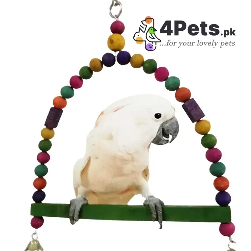 Best Price Parrot Toy D-Swing XXL